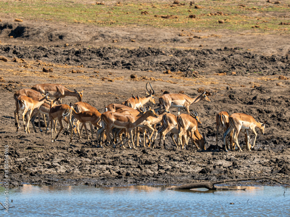 Naklejka premium Impala