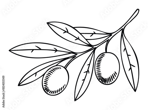 Line drawing of a branch with olives and leaves, symbolizing nature, food, and healthy living, perfect for organic products and wellness themes.