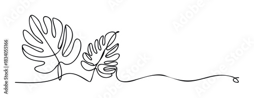 Minimalist single line drawing of tropical monstera leaves and vine for organic decor and botanical design projects