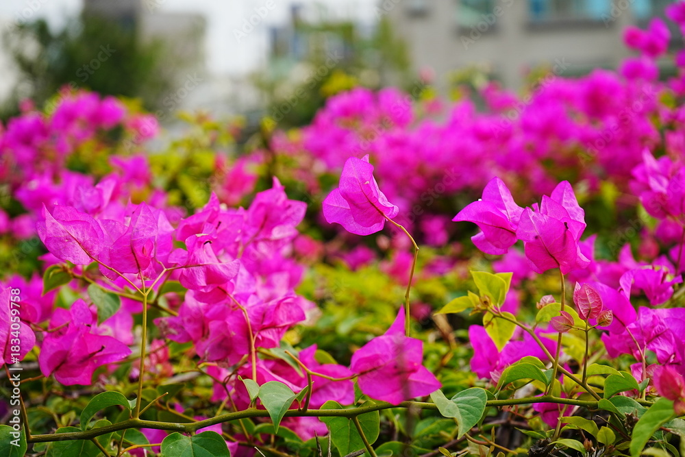 Obraz premium Vivid Pink Bougainvillea - ピンク色 ブーゲンビリア