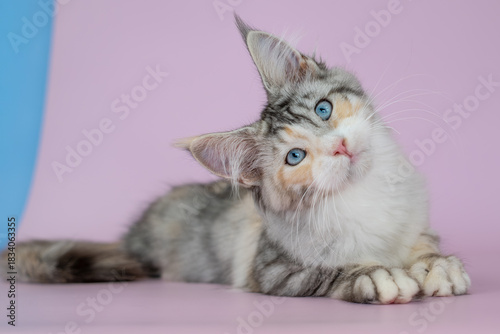 A Maine Coon kitten with blue eyes on a pink background