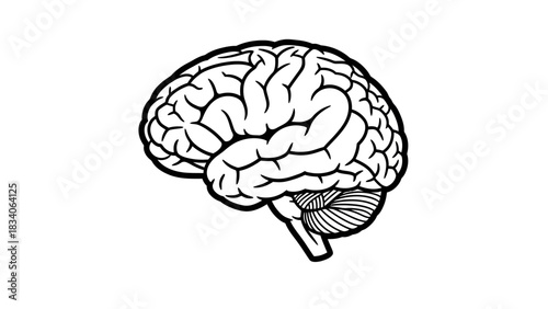 Detailed anatomical illustration of a human brain, showcasing its intricate structure.