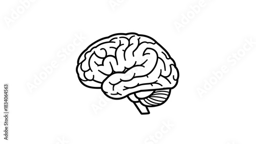Human brain illustration depicting cognitive functions and neurological processes.