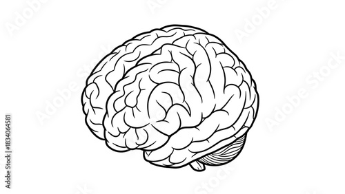 Detailed Human Brain Illustration for Medical and Educational Content.