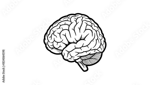 Detailed Brain Illustration - Anatomy and Structure.