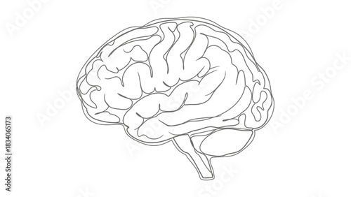 Detailed Line Drawing of the Human Brain.