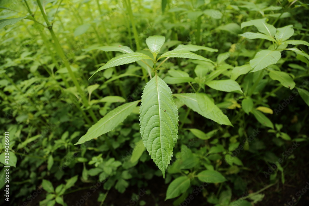 custom made wallpaper toronto digitalSmall forest creek flowing through green summer plants and stones