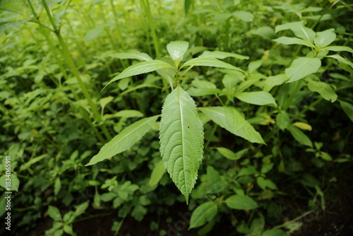 Small forest creek flowing through green summer plants and stones
