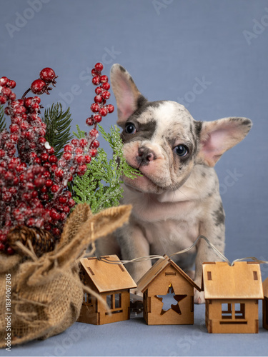 A French bulldog puppy chews on a Christmas tree.