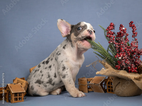 A French bulldog puppy chews on a Christmas tree.