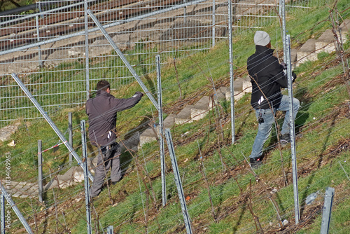 Weinbauer bei der Arbeit