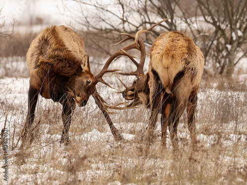 Locked in battle Elk Bull Sparring in the winter snow