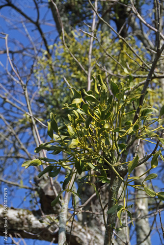 Wallpaper Mural Misteln im Geäst von Bäumen Torontodigital.ca
