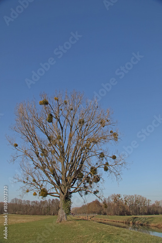 Freistehender Baum mit Misteln