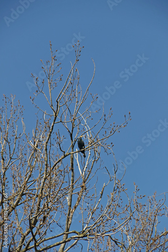 Kormoran im Geäst eines Baumes