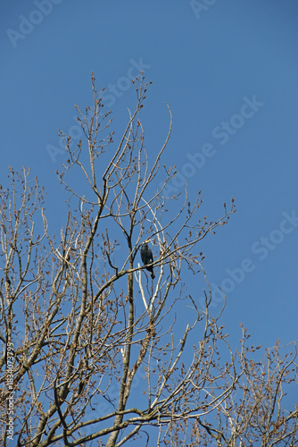 Kormoran im Geäst eines Baumes