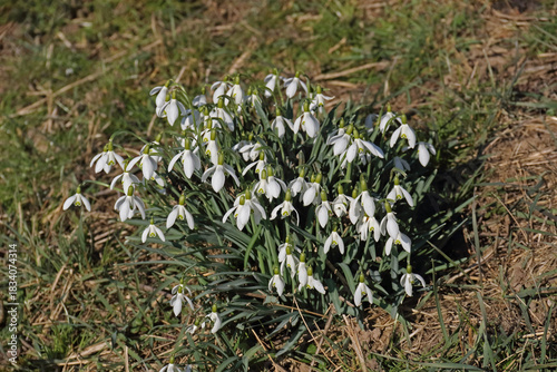 ein Fleckchen Schneeglöckchen im Gras