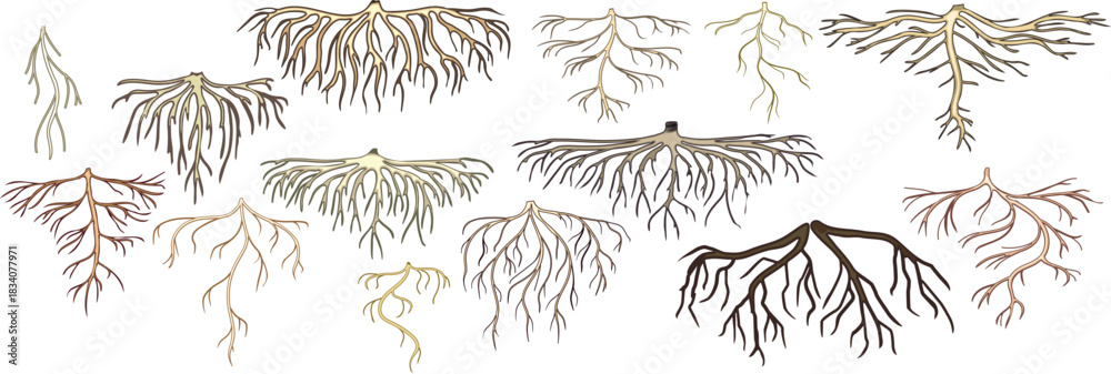 Fototapeta premium Set of roots isolated on white background 
