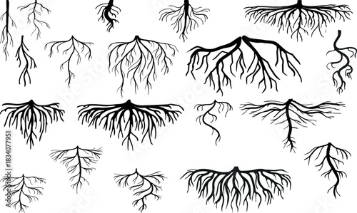 Set of black silhouettes of roots isolated on white background	
