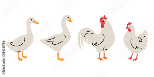 Domestic fowl. Cartoon vector illustration. Vector contour illustration of goose and chicken.