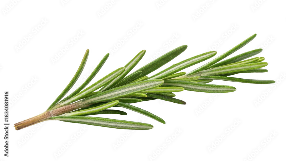 Fototapeta premium Fresh Rosemary Sprig Isolated on Black Background
