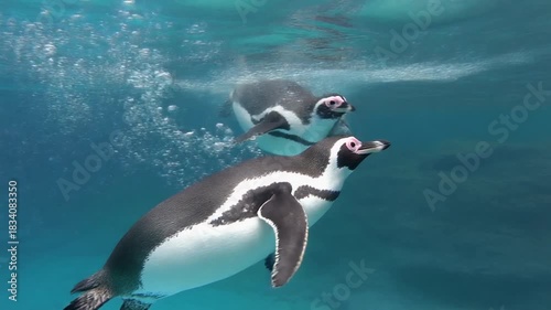 Penguins swimming underwater marine wildlife scene