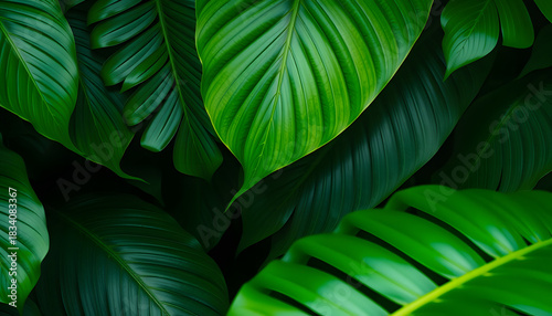 Close up group of background tropical green leaves texture and abstract background. Tropical leaf nature concept, 8k  photorealism. White tone