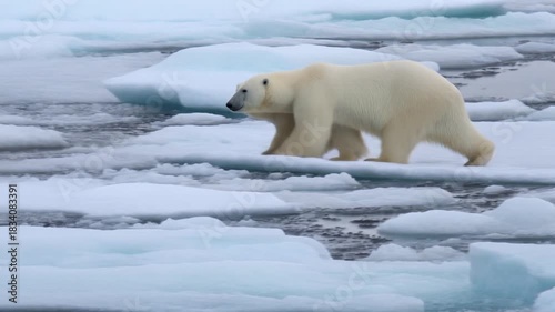 Polar bear walking on Arctic sea ice in a changing climate
