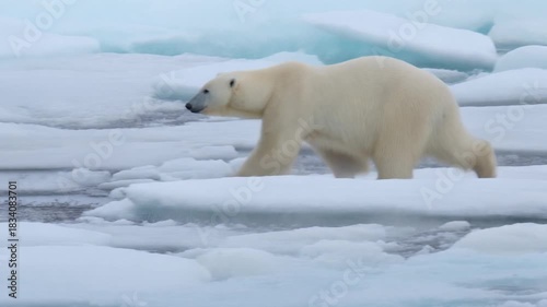 Polar bear walking on Arctic ice floes in a serene winter landscape