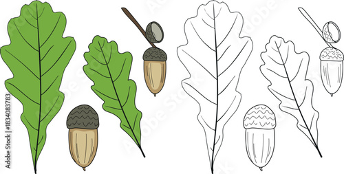 Coloring page with parts of oak or Quercus robur plant: leaves and acorns.	