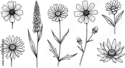 Hand-Drawn Vintage Botanical Meadow Flowers and Wild Herbs Engraving Sketch Set, Vector Illustration of Daisy, Chamomile, and Coneflower for Nature Design Elements, Line Art Drawing