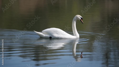 Majestic white swan swimming on serene lake water