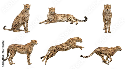 Collection of a cheetah in different poses, sitting, lying, standing, jumping and running