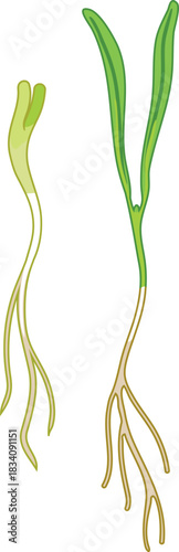 Seedlings isolated on white background