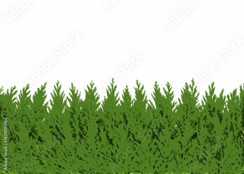 Green coniferous hedge border with white background