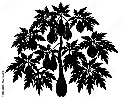 Silhouette of a papaya tree with ripe fruits and large leaves