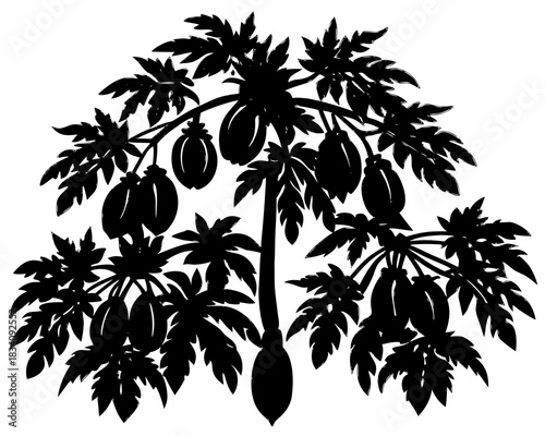 Silhouette of a papaya tree with ripe fruits and large leaves