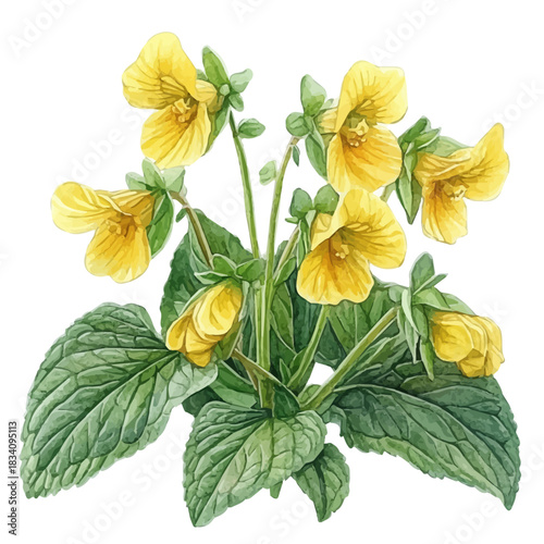 watercolor of Yellow Archangel Flower, vector, isolated on a white background.