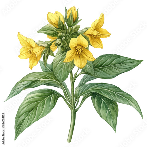 Yellow Archangel Flower, watercolor drawing vector, isolated on a white background.