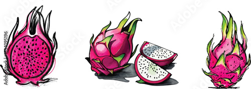 Vector color illustration of Dragon Fruit Botanical Ink Sketch I Ink Brush Dragon Fruit Illustration