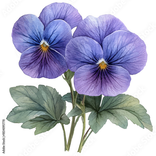 Viola Flower, watercolor illustration vector, isolated on a white background.