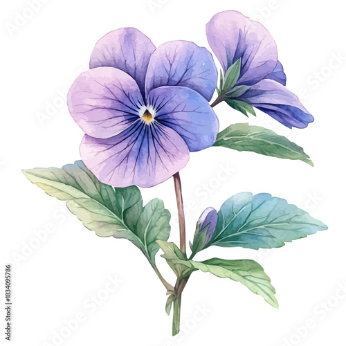 Viola Flower, watercolor illustration vector, isolated on a white background.