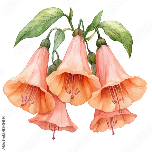 Trumpet Creeper Flower, watercolor painting vector, isolated on a white background.