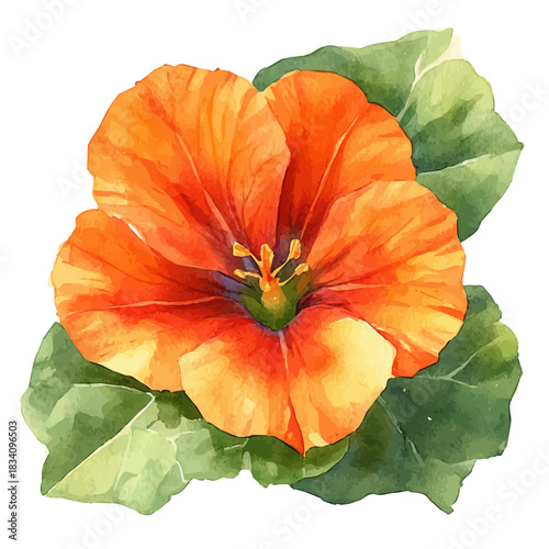 Tropaeolum Flower, watercolor clipart vector, isolated on a white background.