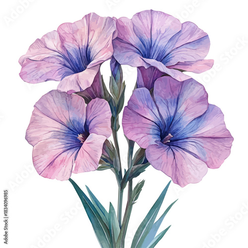 Sweet William Flower, watercolor illustration vector, isolated on a white background.
