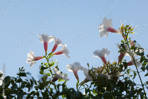 Photos Bower vine flowers