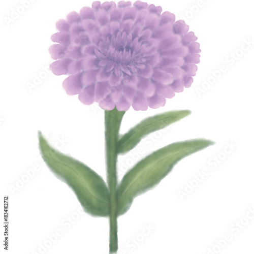 Zinnia flower illustration in vector style with clean line art and soft pastel colors, isolated on transparent background, perfect for floral design, wedding decoration, branding, and digital products