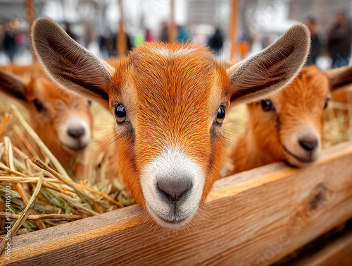 Petting farm with animals