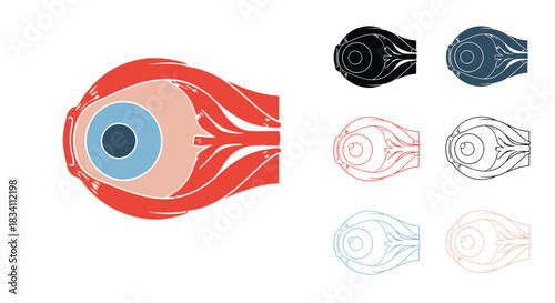 Human eye anatomy diagram illustration with muscles and structure