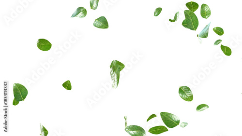 Falling green tea leaves wide PNG overlay transparent background